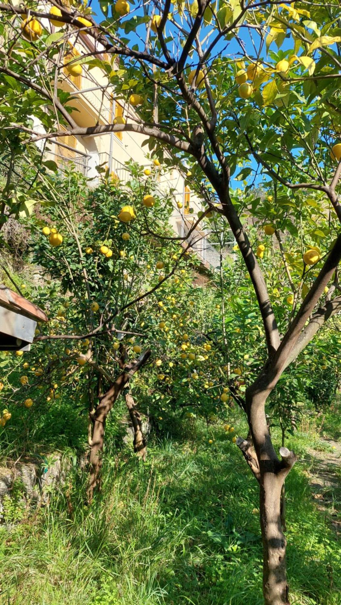 Hotel La Casa Dei Limoni Monterosso al Mare Exteriér fotografie